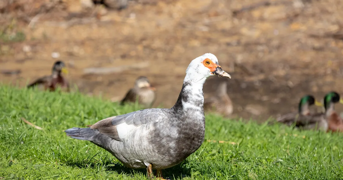 Canard de Barbarie
