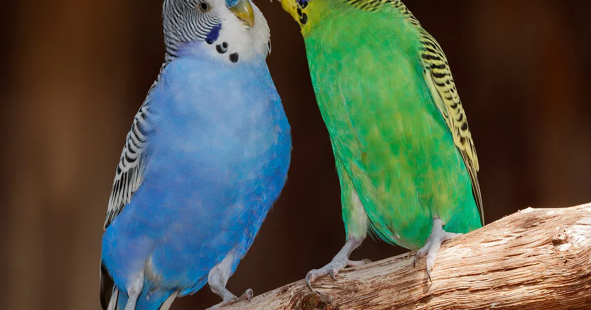 Perruches ondulées bleue et verte