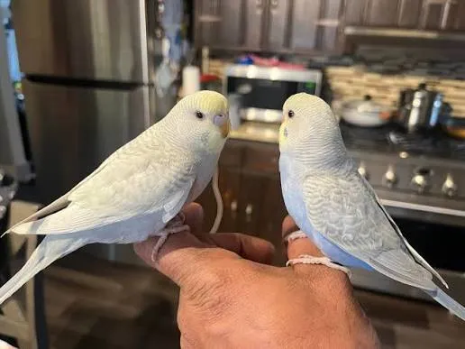 Perruche ondulée greywing