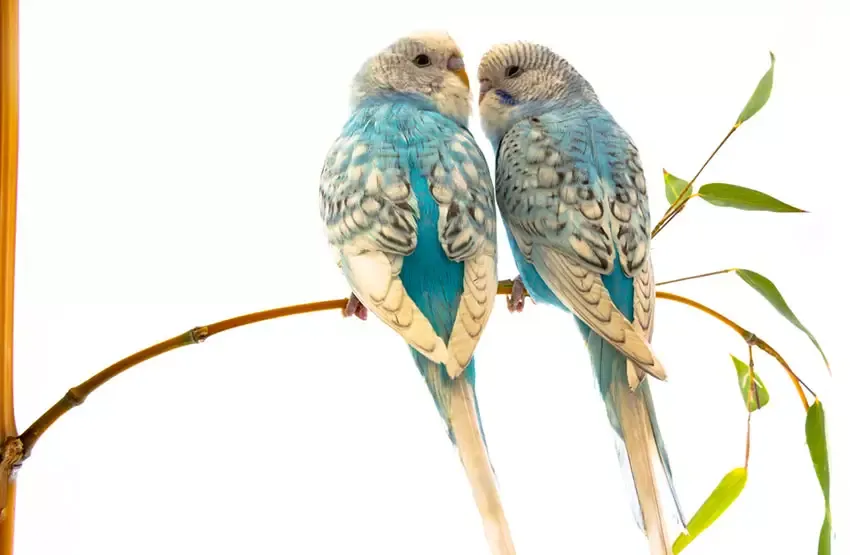Perruche ondulée spangle bleu