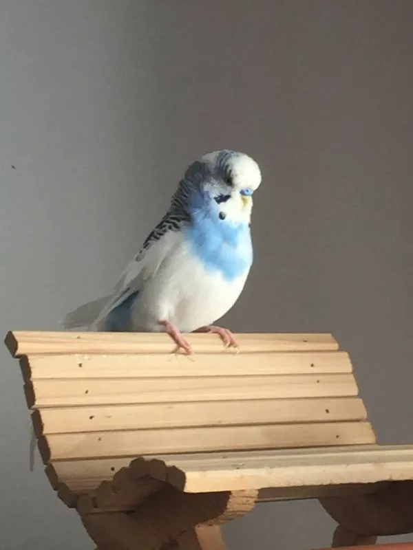 Perruche ondulée pie dominant cobalt