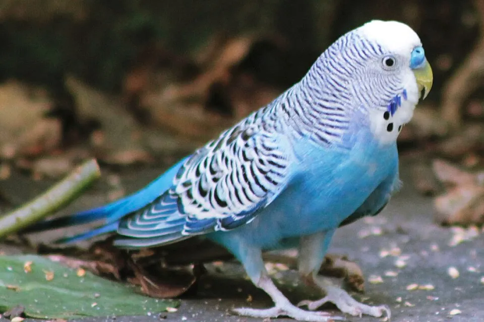 Perruche ondulée bleue