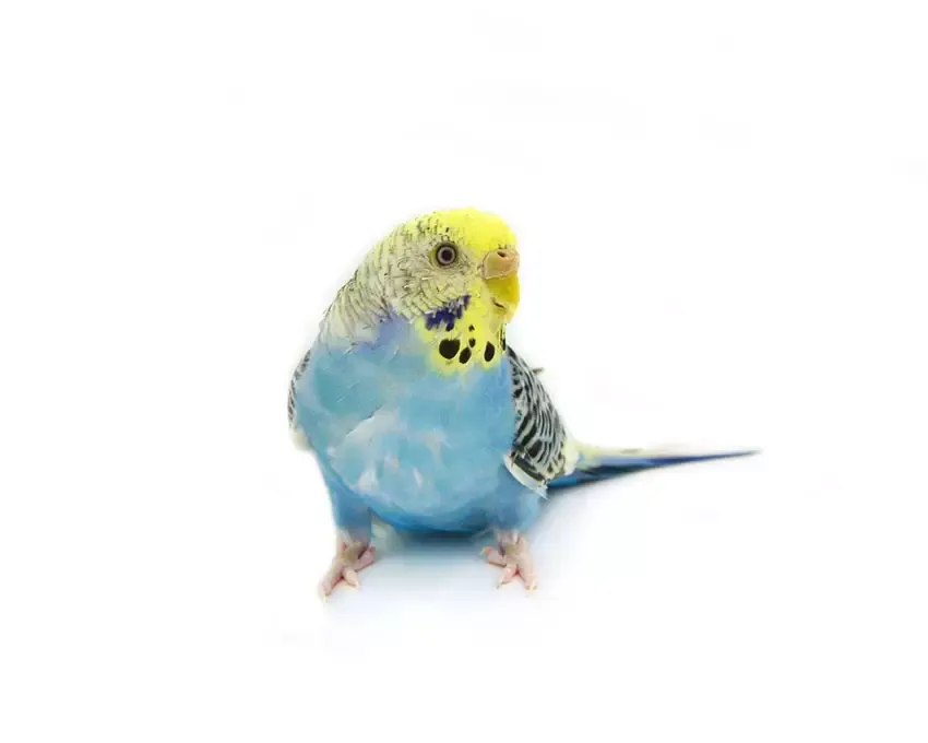Perruche ondulée bleue face jaune
