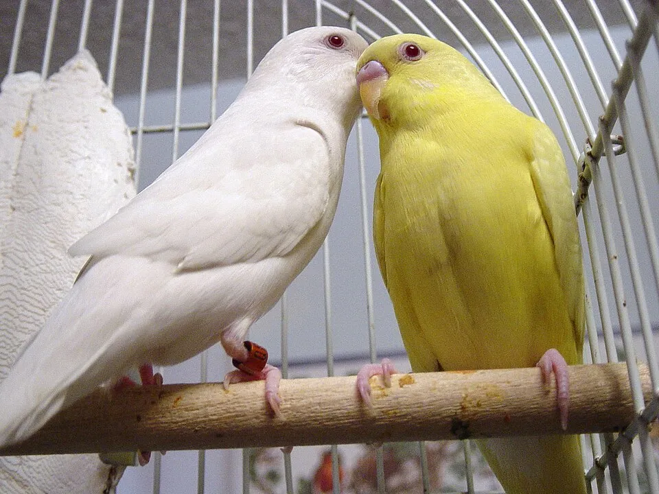 Perruche ondulée lutino et albinos