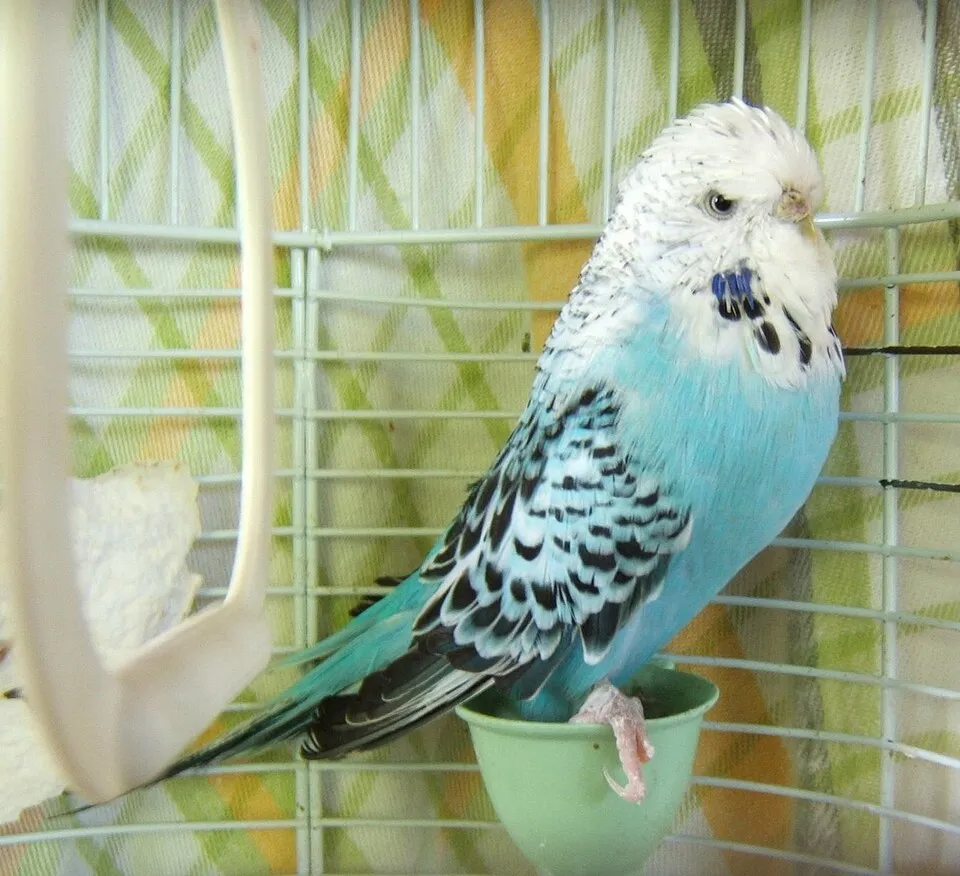 Perruche ondulée opaline