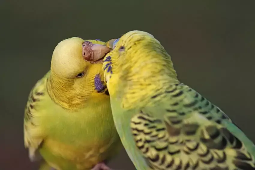 Un couple de perruches opalines