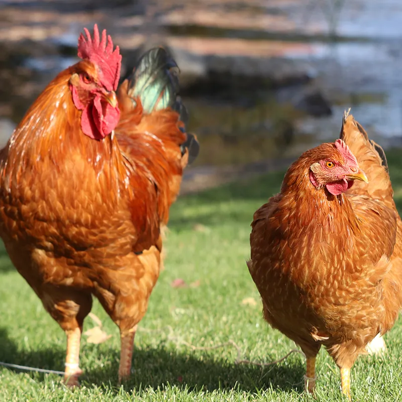 Un coq et une poule New Hampshire
