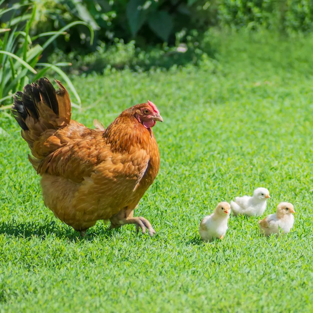 Une poule New Hampshire avec ses poussins