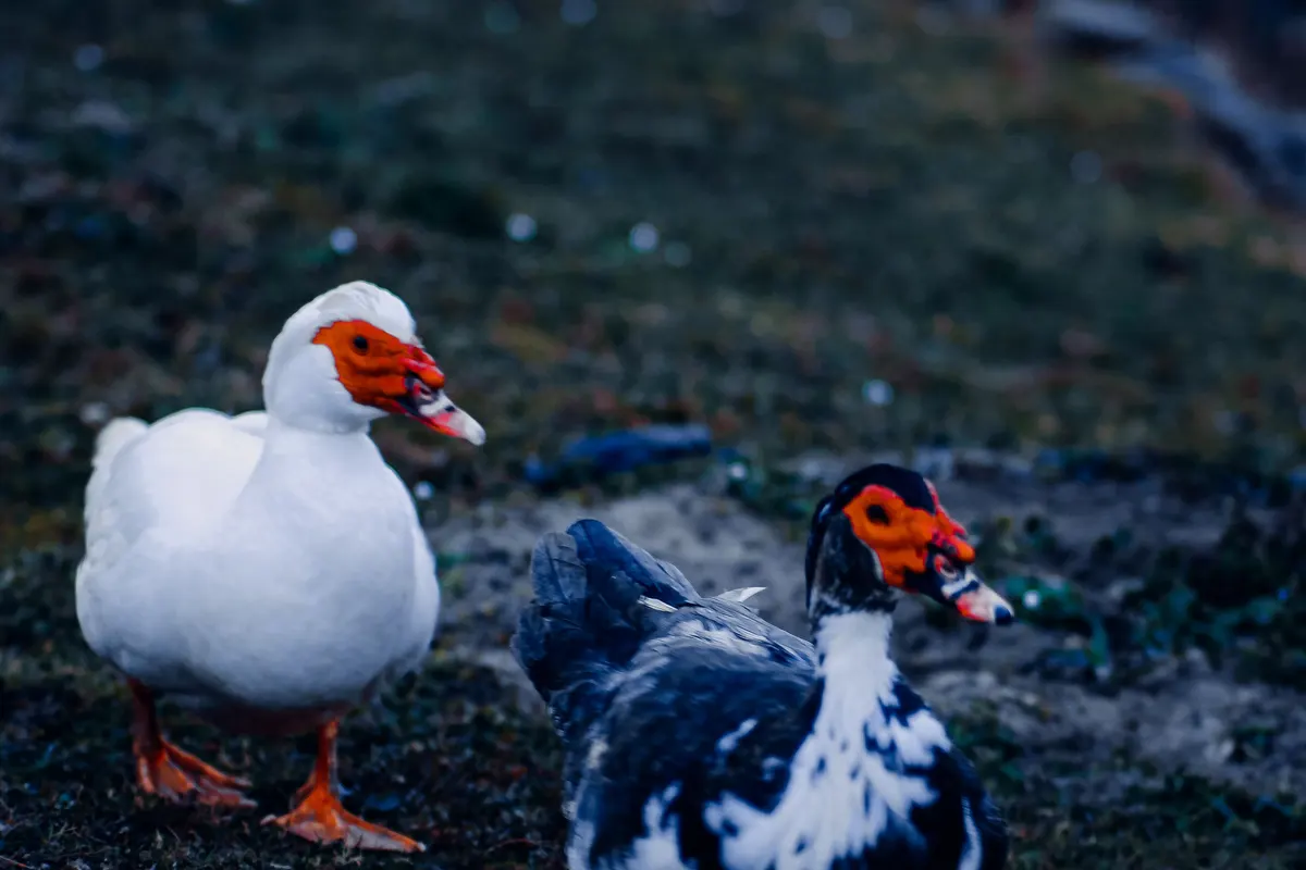Un canard de Barbarie