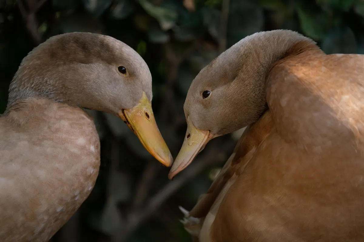 Des canards Khaki Campbell