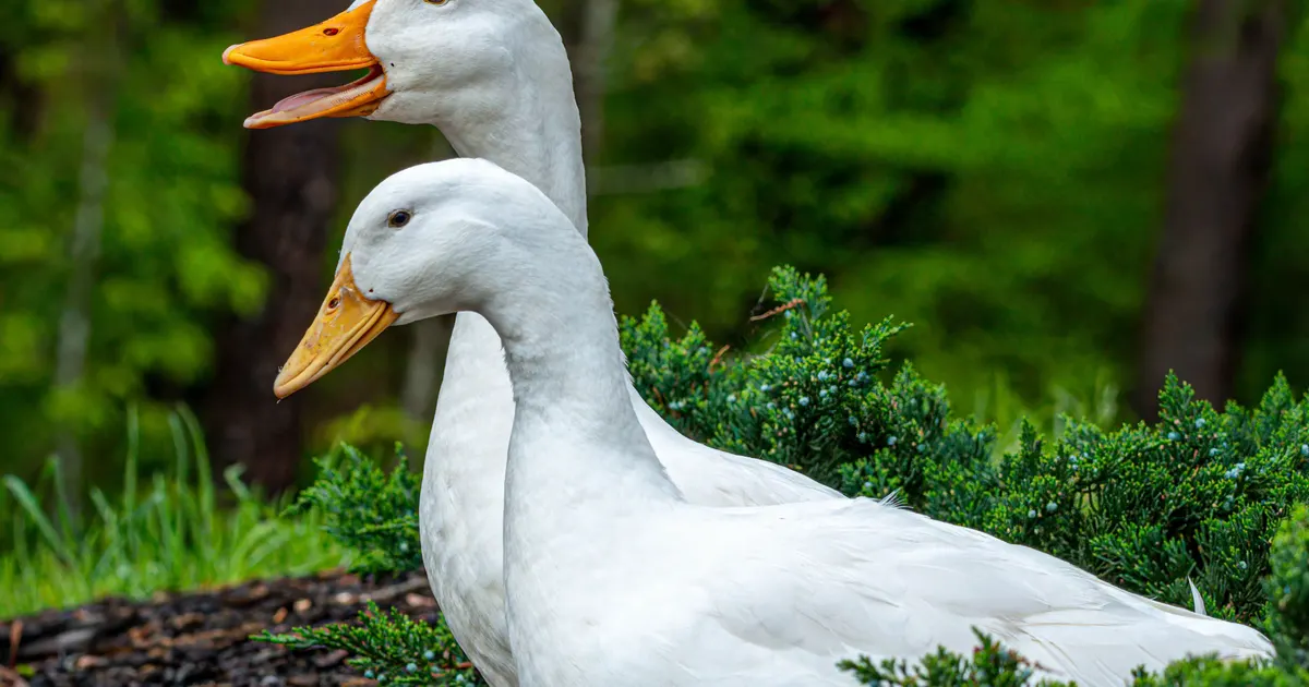 Un canard de Pékin