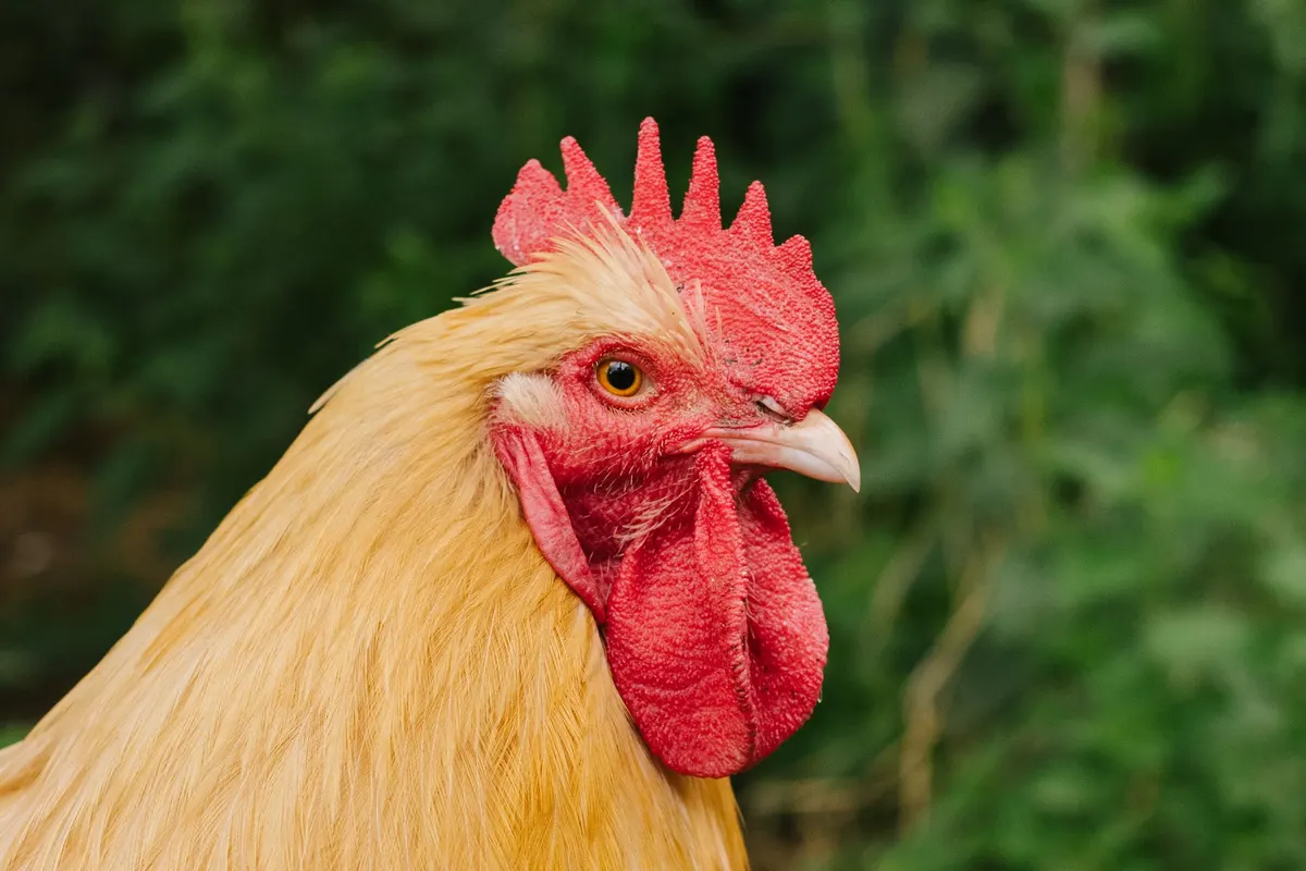 Un coq Orpington fauve