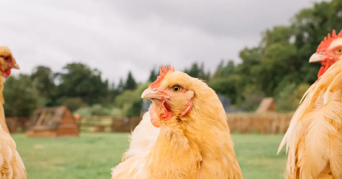 Une poule Orpington fauve