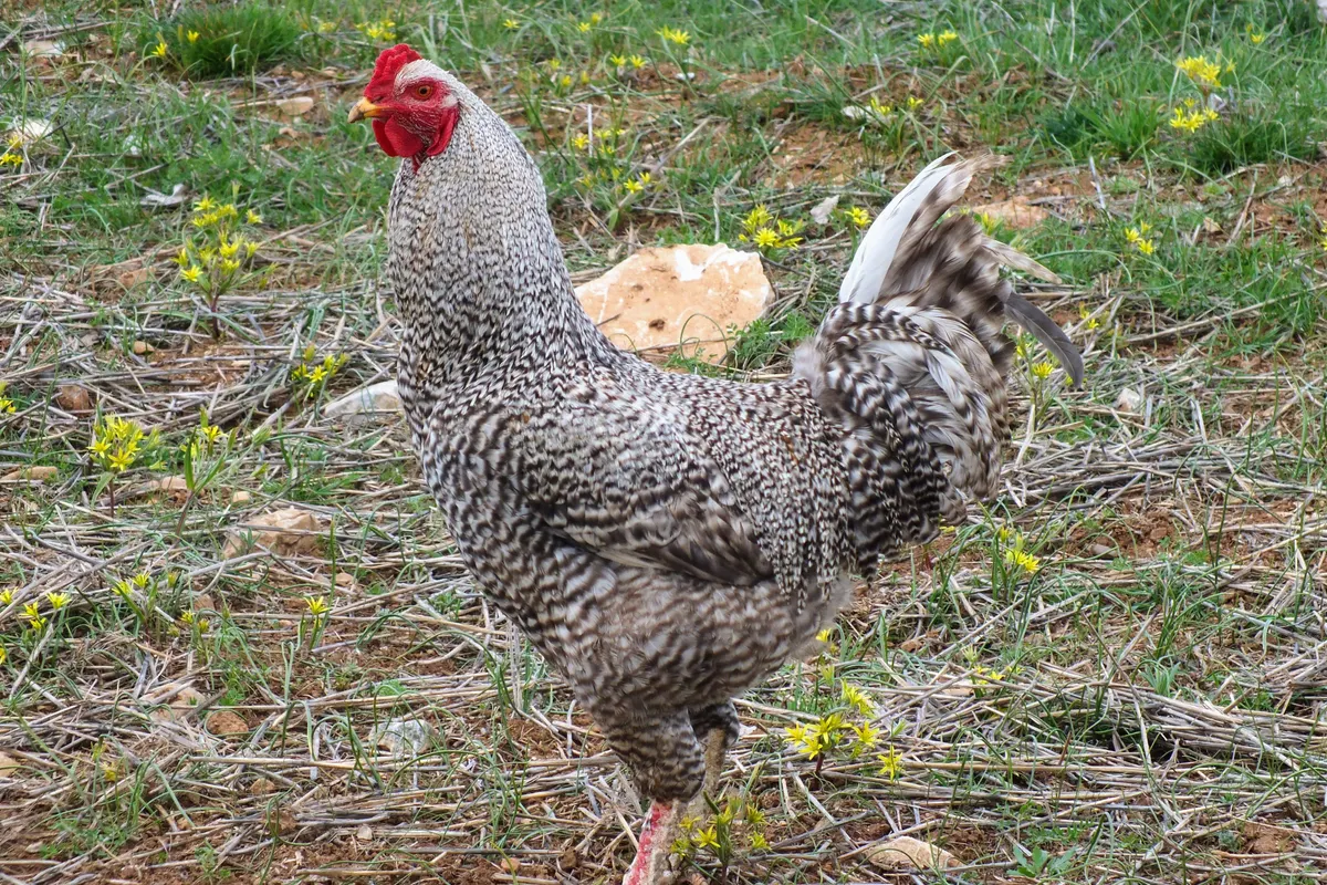 Un coq Plymouth Rock barré