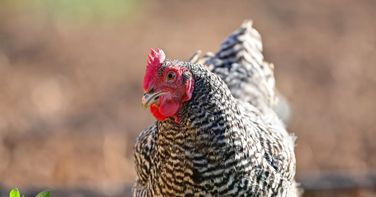 Une poule Plymouth Rock barrée