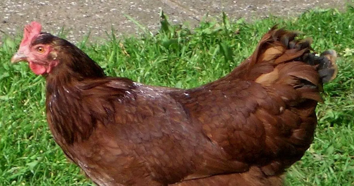 Poule Rhode Island Red