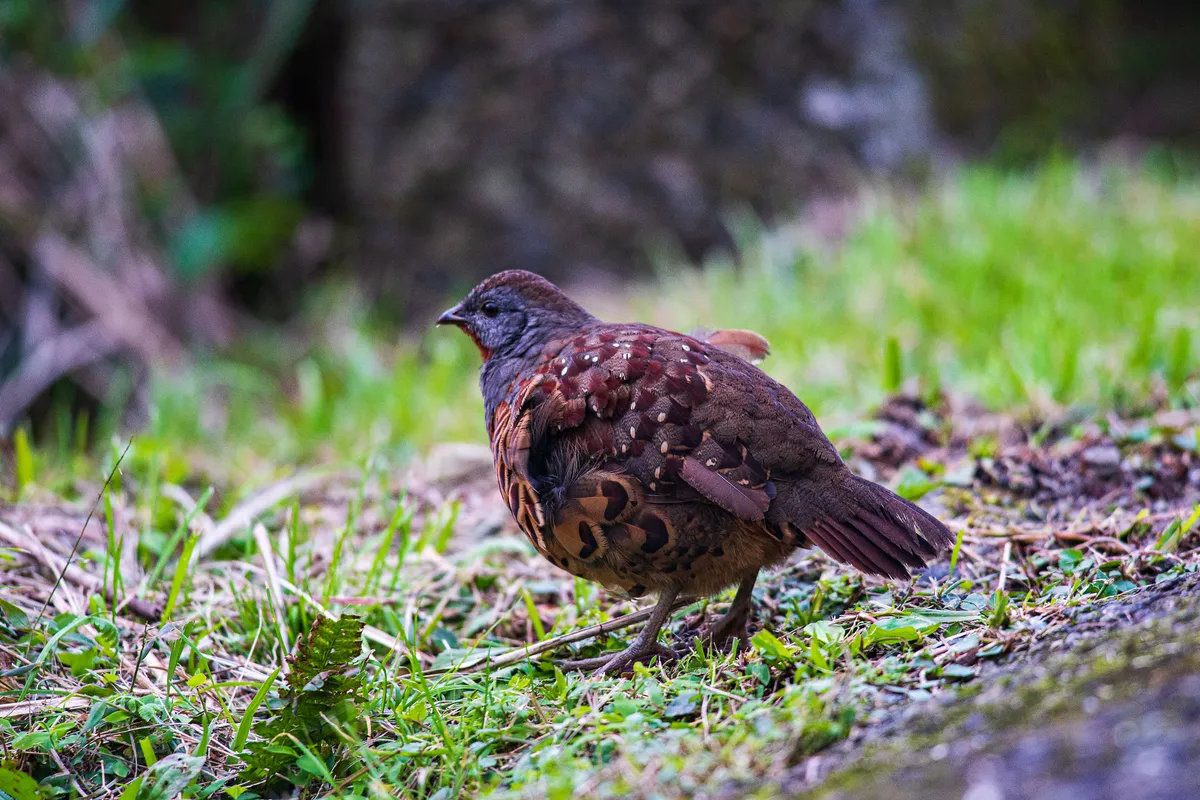 Une perdrix chukar