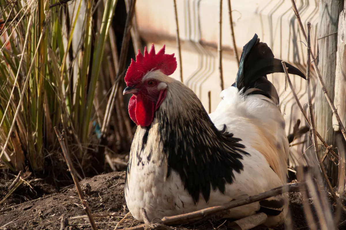 Un coq Light Sussex