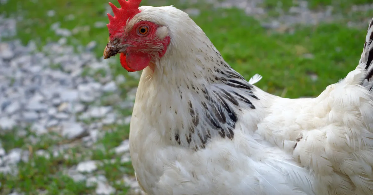 Une poule Light Sussex
