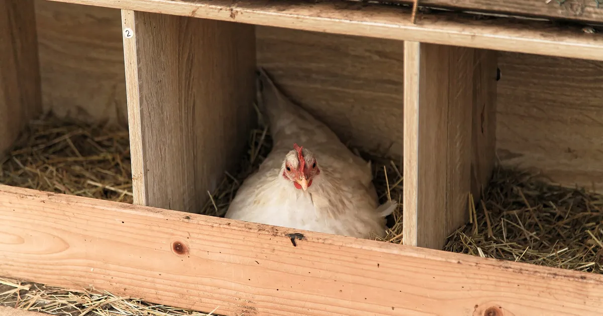 Poule dans un pondoir