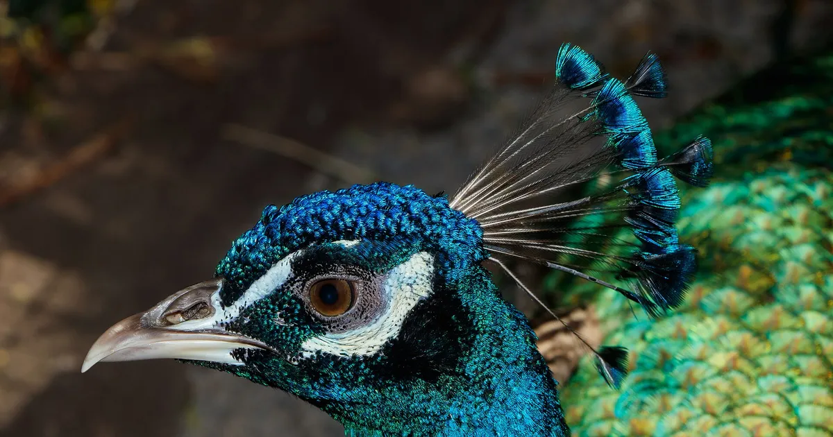 Paon bleu (mâle)