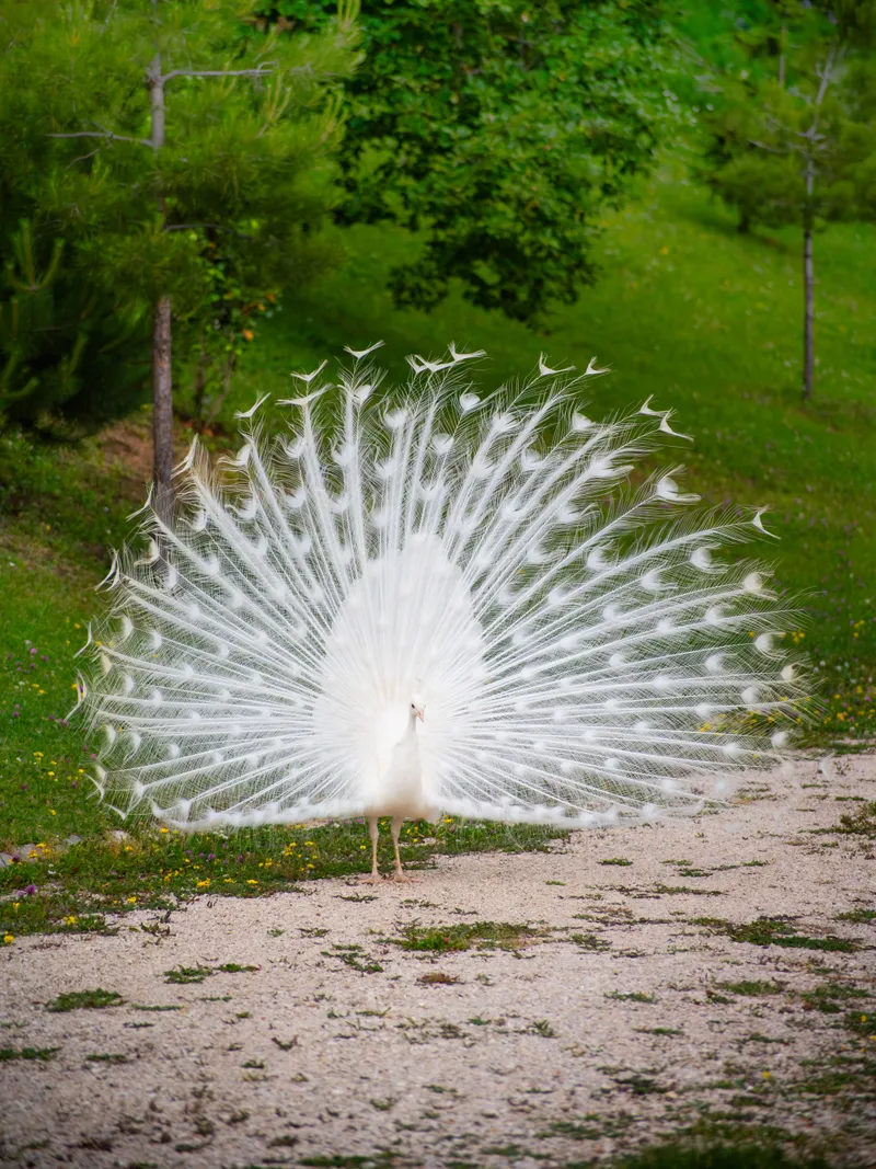 Un paon blanc