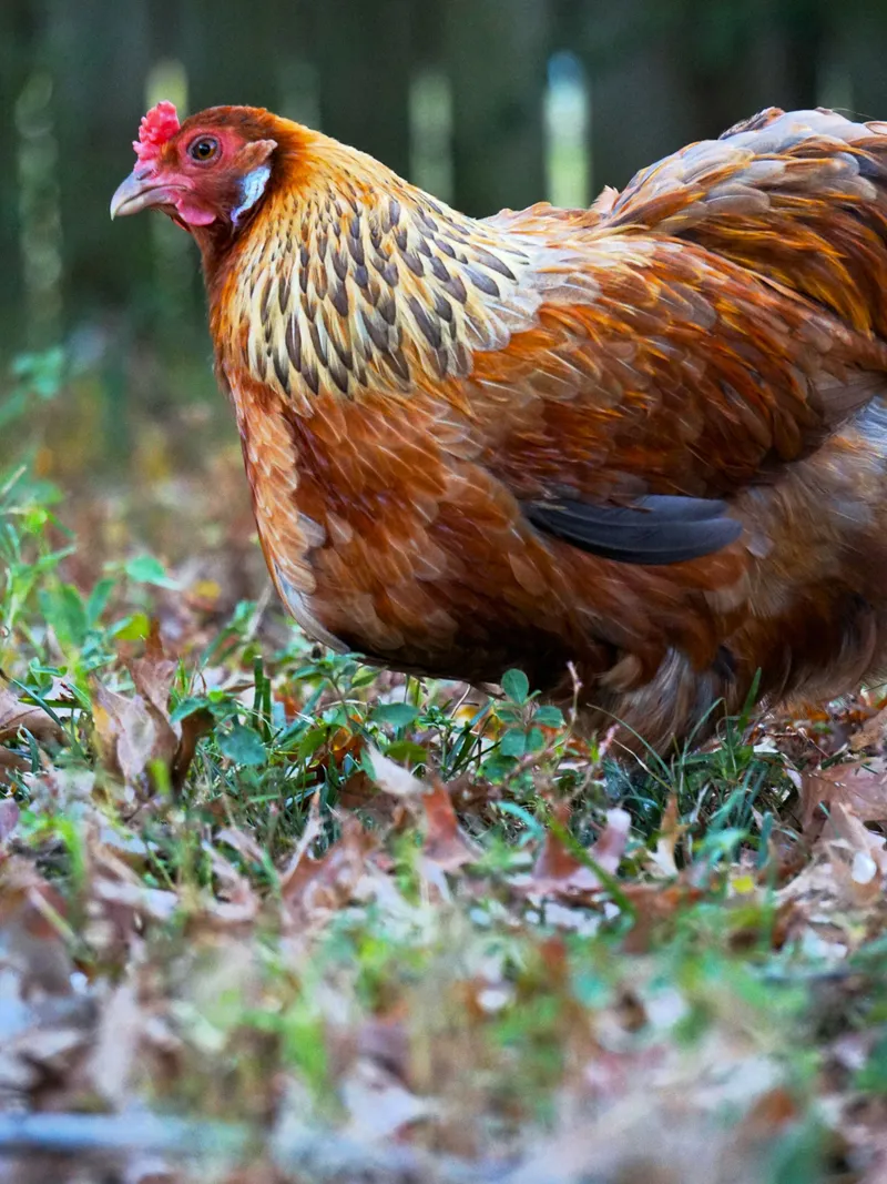 Une poule Welsummer