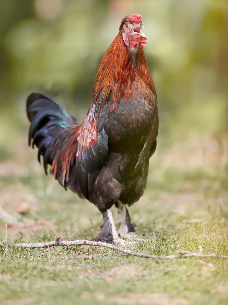 Un coq Welsummer