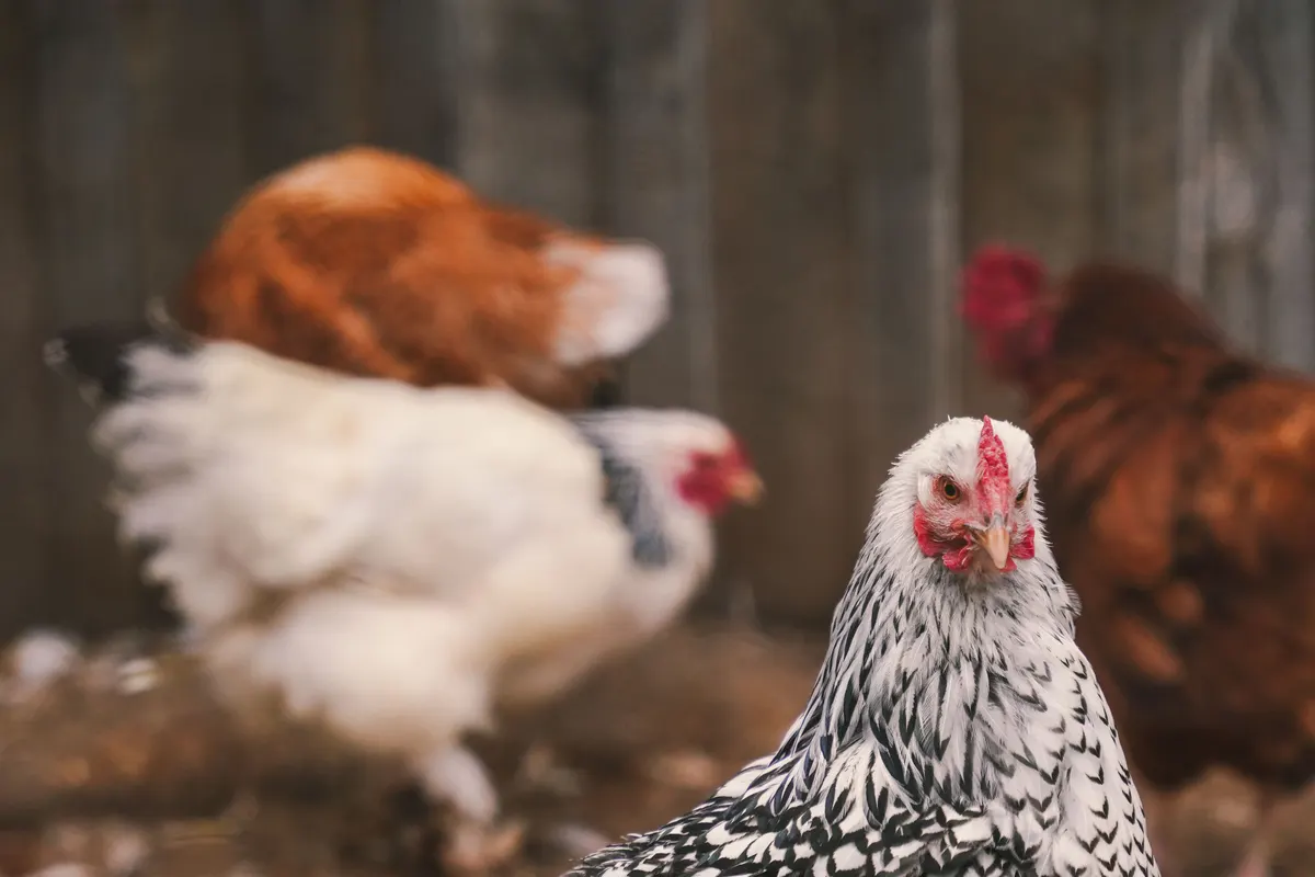 Des poules Wyandotte de différentes couleurs