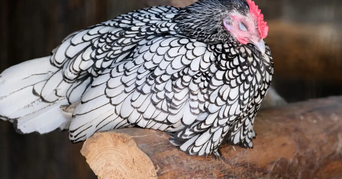 Une poule Wyandotte argentée