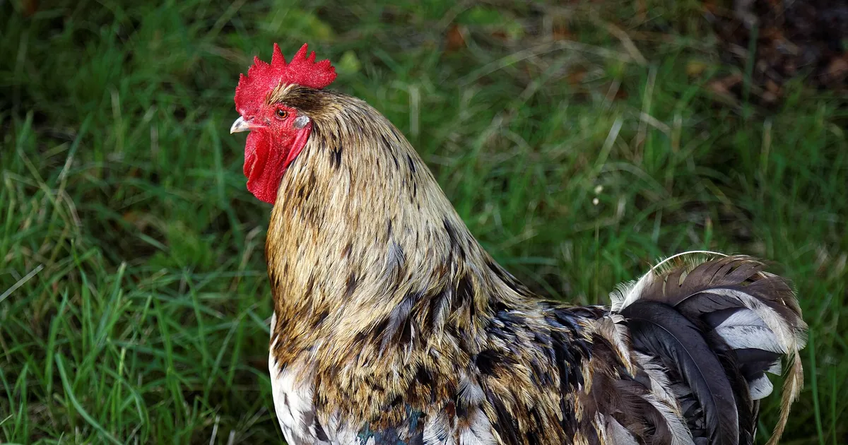 Coq