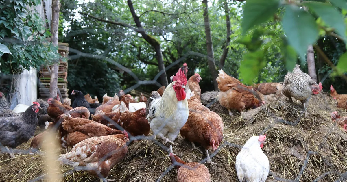 Troupeau de poules de races variées