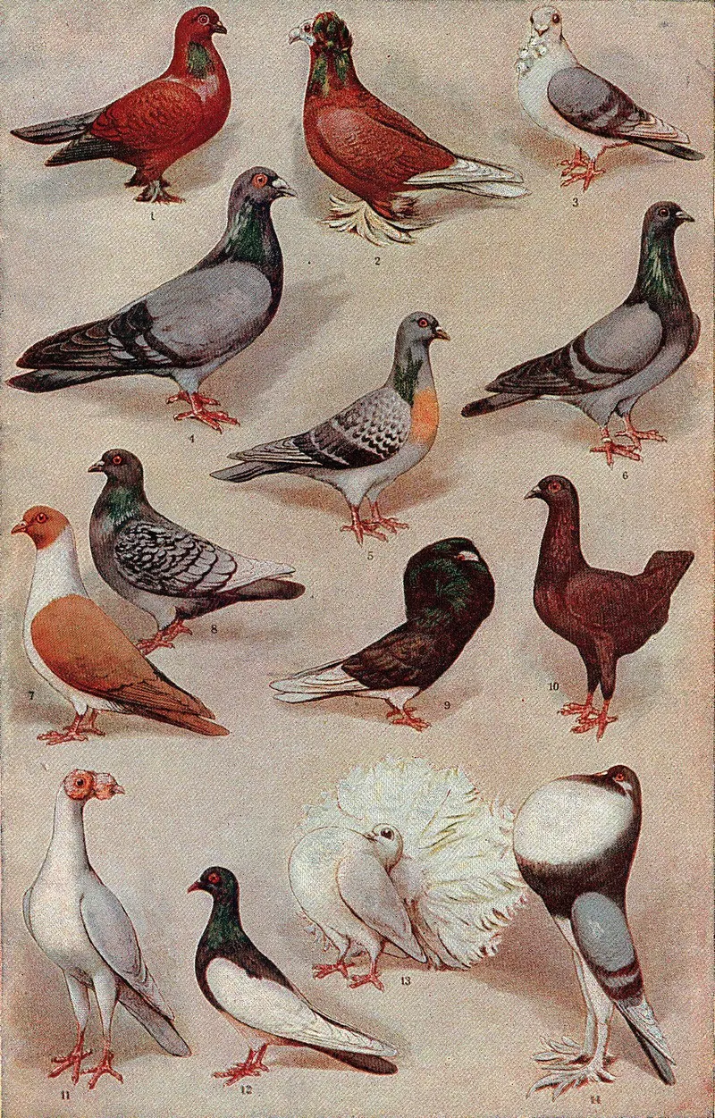 Güvercin